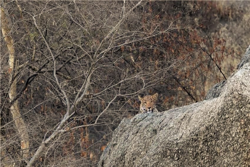 safari in india