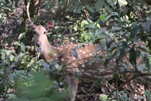 Chitwan National Park