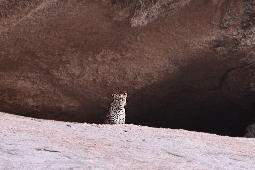 India leopardo di Bera