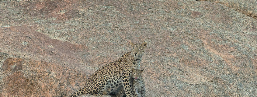 Leopardo di Bera