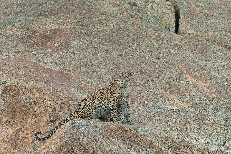 Leopardo di Bera