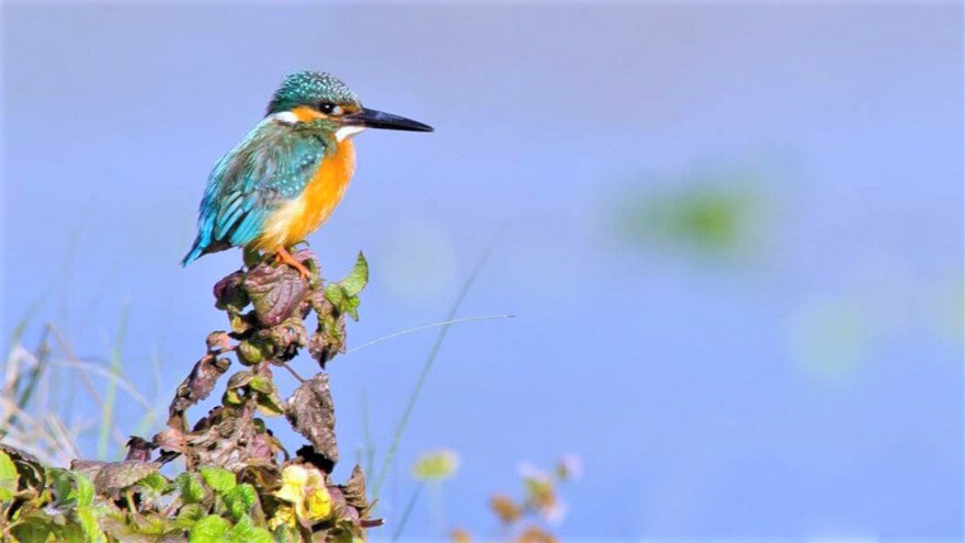 Parco Nazionale di Chitwan