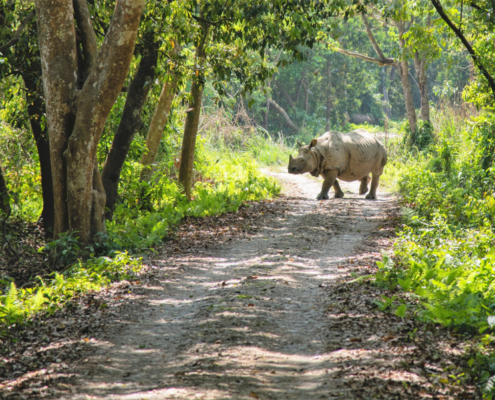 Parco Nazionale di Chitwan