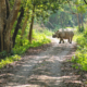 Parco Nazionale di Chitwan