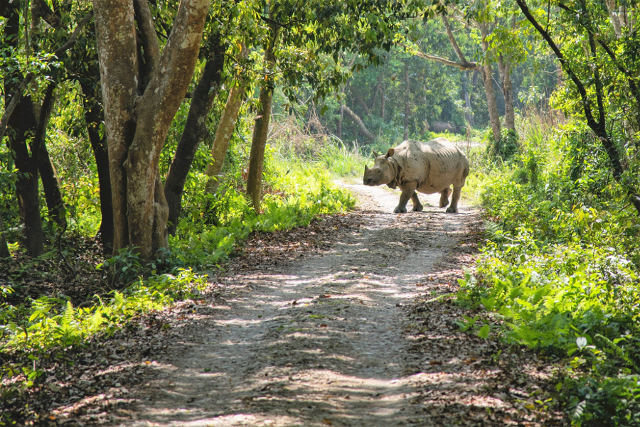 Parco Nazionale di Chitwan