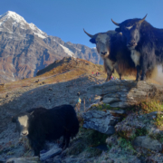 trekking mardi himal base camp