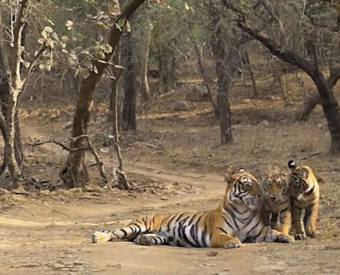 Rajasthan parco Ranthambore