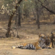 Rajasthan parco Ranthambore