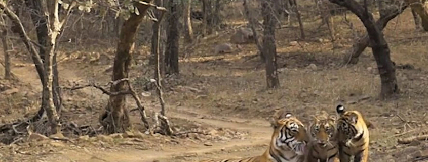 Rajasthan parco Ranthambore