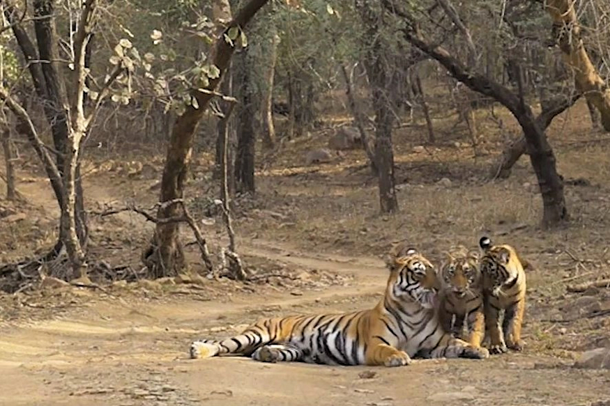 Rajasthan parco Ranthambore