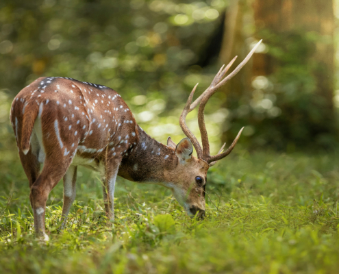 Parco Nazionale di Periyar riserva