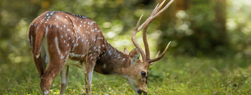 Parco Nazionale di Periyar riserva