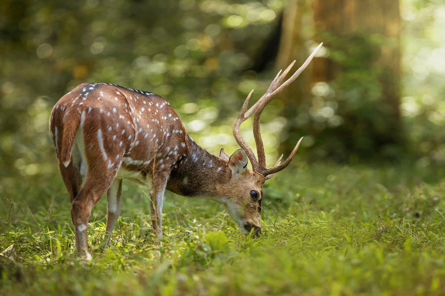 Parco Nazionale di Periyar riserva