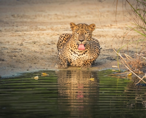 Sri Lanka parchi