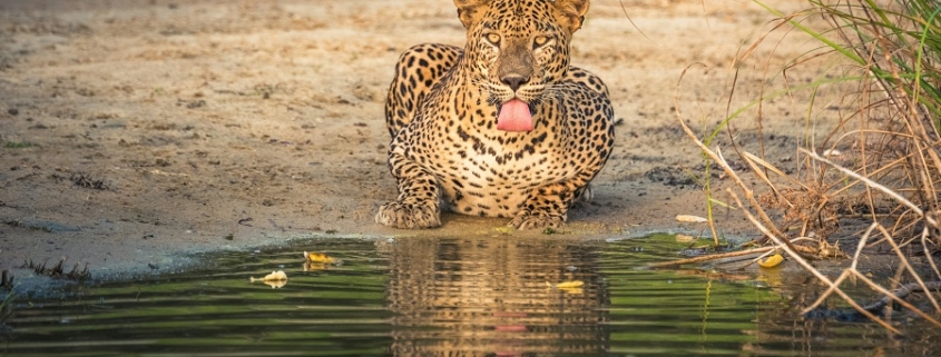 Sri Lanka parchi